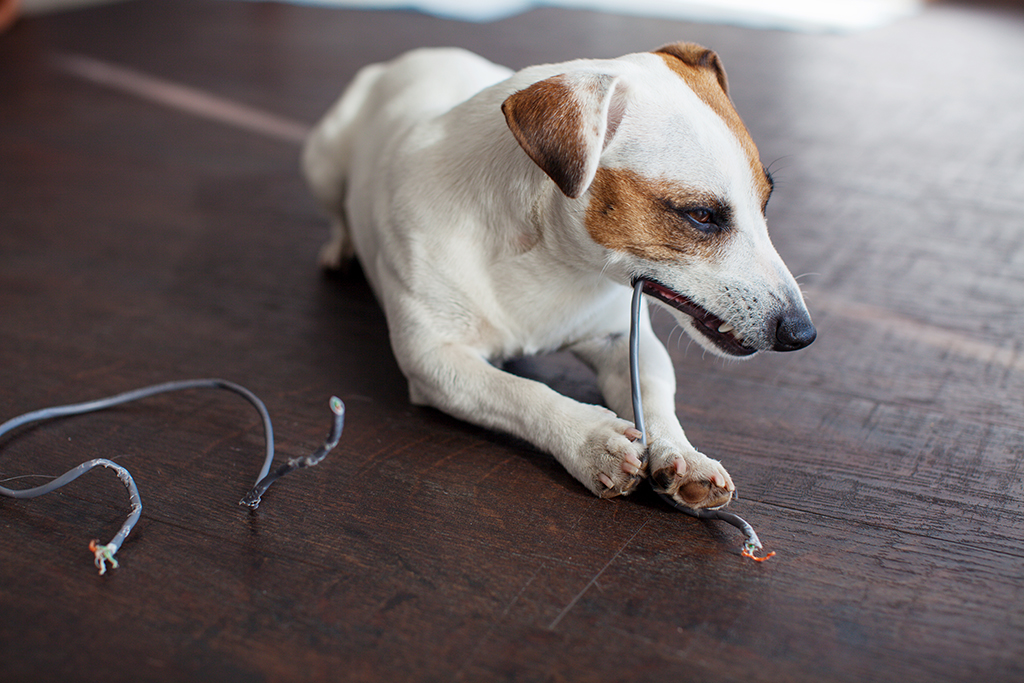 Electrician Tips: Make Your Home’s Electronics Safe for Pets | Myrtle Beach, SC
